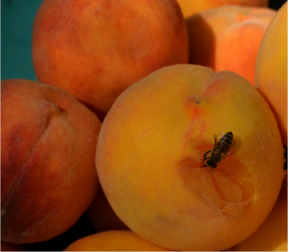 Honey bee on peaches