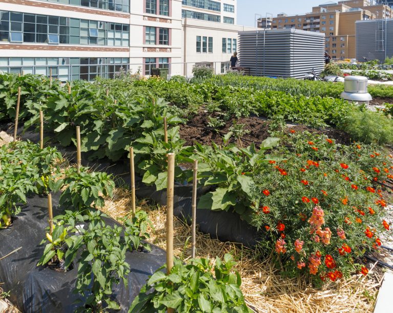 Finding Fresh: How Smart Farming is Impacting Smart Cities